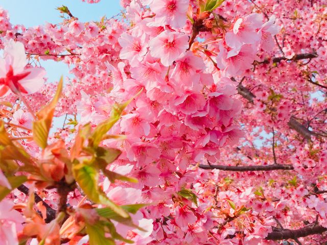 ぎっしり花咲いてます_城山歴史公園/河津桜