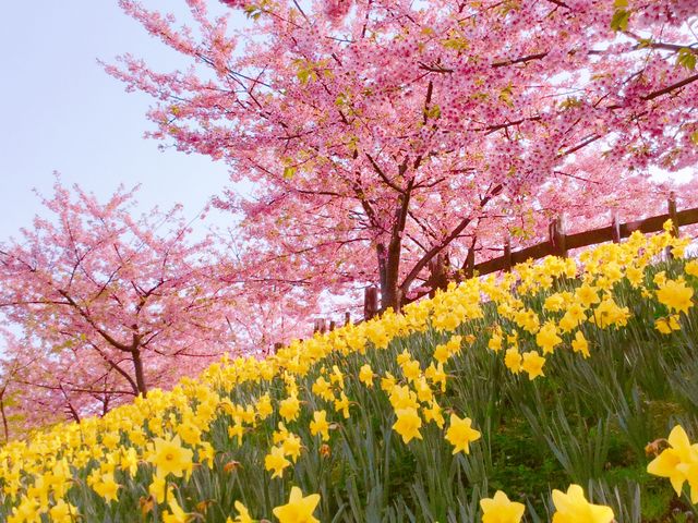 スイセンも綺麗_城山歴史公園/河津桜
