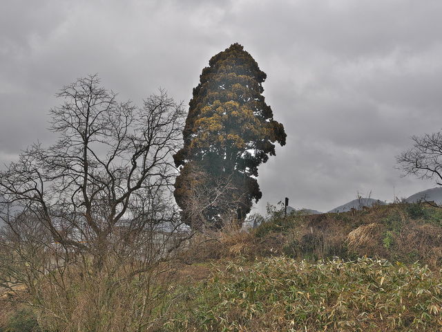 sklfh����̉����c�̉������̓��e�ʐ^1