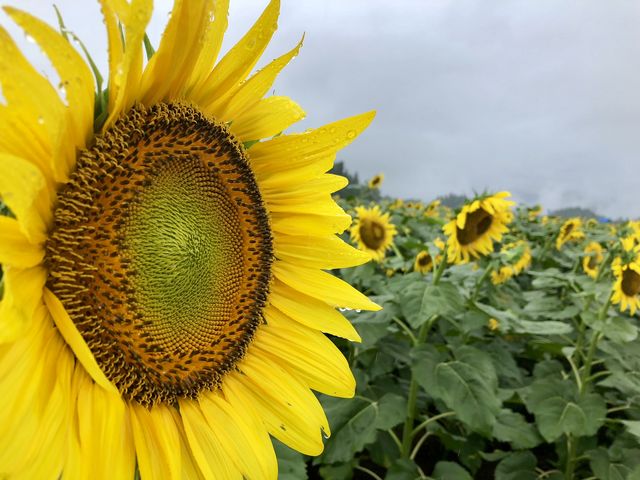 �����ł���_�Ó�Ђ܂��L��