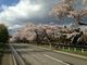 ちーさんの小岩井農場の桜並木の投稿写真1