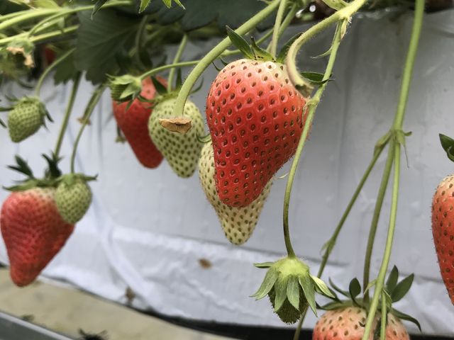 �H�ׂ�̕K���ňꖇ�����B�ꂸ�B�{���͂����Ƒ傫��䕂����W���Ă܂�����B_FARM�@LAB