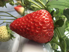 TomoMai̍삢ւ̓eʐ^1