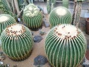 ݂񂳂̓_ƑwuHƔ_v̔ق̓eʐ^2