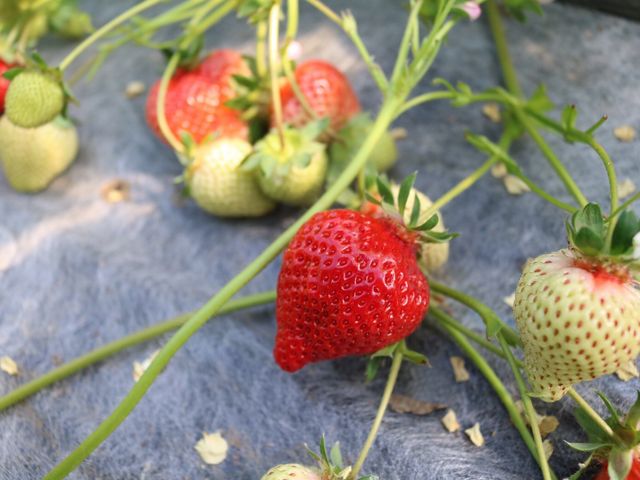 �Â��C�`�S_��J�t�@�[��