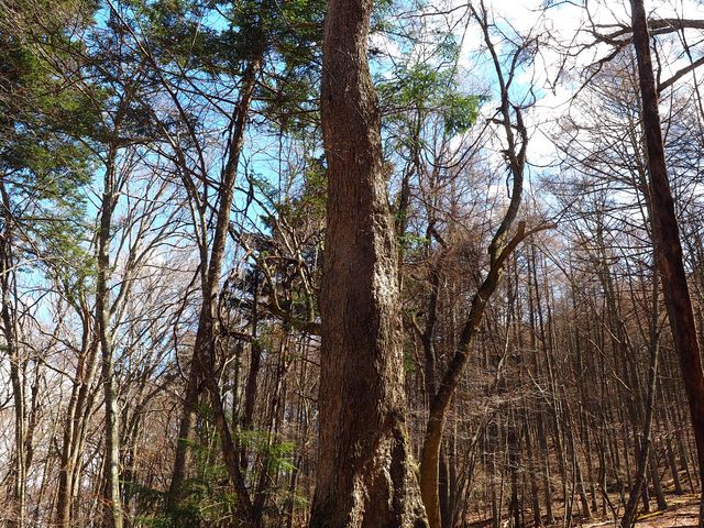���C�Ƃ͐A���̈Ⴄ�u�i��_������� Mt.Fuji Nature Travel