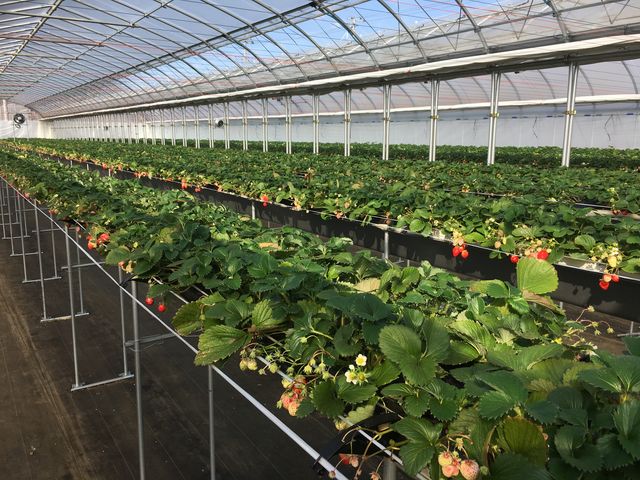 �������܂܃C�`�S��肪�o���܂�_���͂�_��