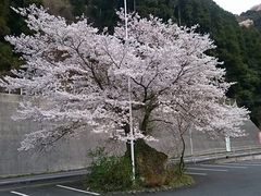 Xkv̖؂̉ԃKeւ̓eʐ^1