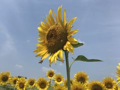 ݂̍ԎsЂ܂蔨ւ̓eʐ^1