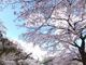 ニコちゃんさんの桜トンネルの投稿写真1