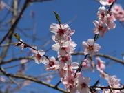 星の花公園 アクセス 営業時間 料金情報 じゃらんnet