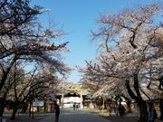 靖国神社の桜 アクセス 営業時間 料金情報 じゃらんnet