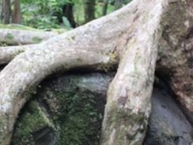 黒岳_黒岳