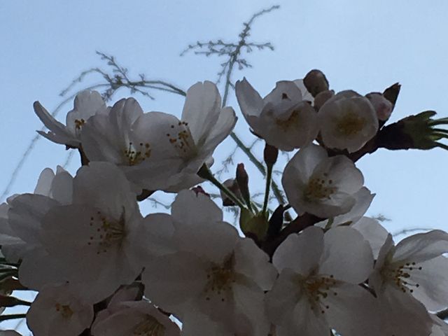 �������ꂢ_���F��