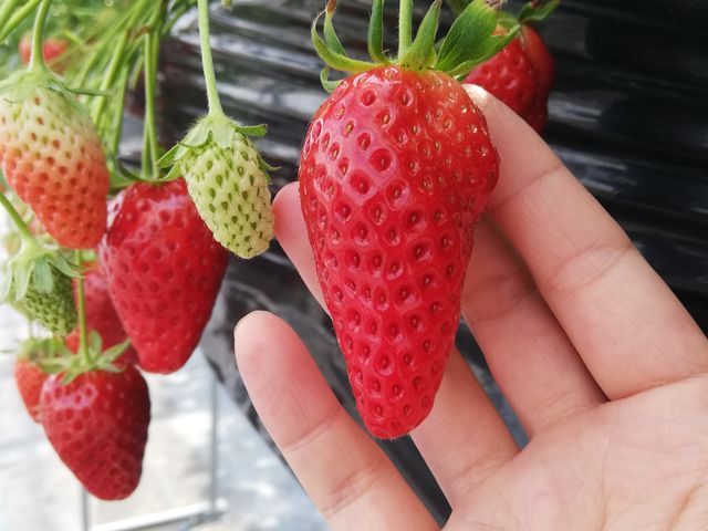 �͕P�ł������I_������������