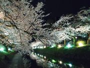 ׂ񂳂̈镔Eׂ̍̓eʐ^1