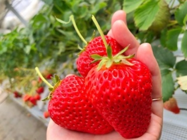 ����Ȃɑ傫�ȃC�`�S����A�����̃C�`�S�܂Ńo���G�e�B�[�ɕx��Ŋy���߂܂����B_���c�_��