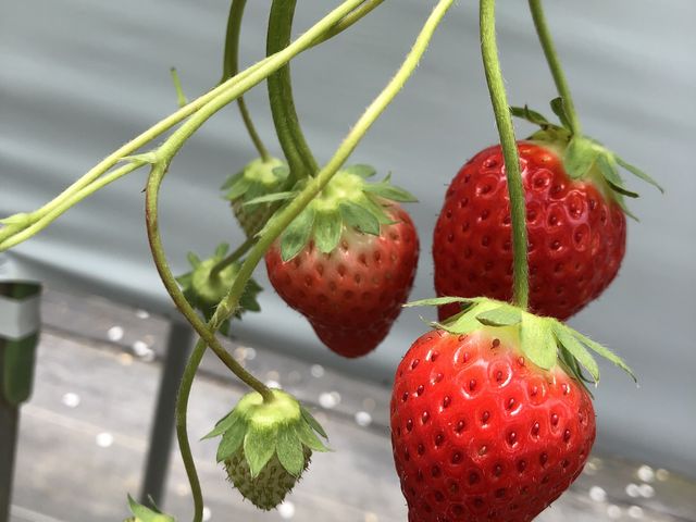 ���ʂ̂��������Î_���ς��Ĕ�����������(^^)_���邢������