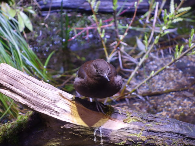 ��J���X_�A�N�A�}�������Ȃ킵��J���Z�~������