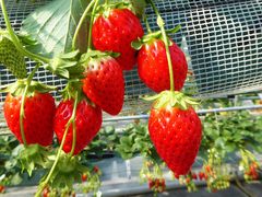 niR݂̂悵ςςt@[ւ̓eʐ^1