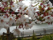 ayukononi̐r̍̓eʐ^2