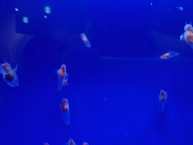 �I�z�[�c�N���X��