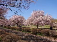 だいすっき！さんの羊山公園の桜の投稿写真3