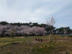 大衡中央公園の桜の口コミ一覧 じゃらんnet