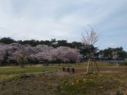 大衡中央公園の桜 アクセス 営業時間 料金情報 じゃらんnet