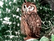 䂤̏Óӂ낤M[̓eʐ^1