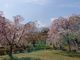 だいすっき！さんの羊山公園の桜の投稿写真1