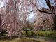 だいすっき！さんの羊山公園の桜の投稿写真2