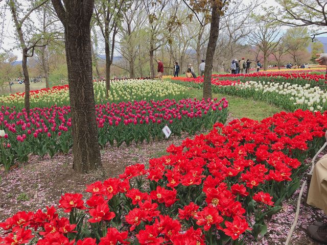 ���Â݂̌���_���c�A���v�X���Â݂̌����@�x���E�䍂�n��