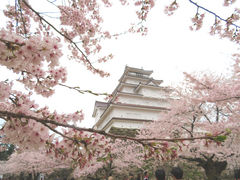むつみさんの鶴ヶ城公園の桜への投稿写真1