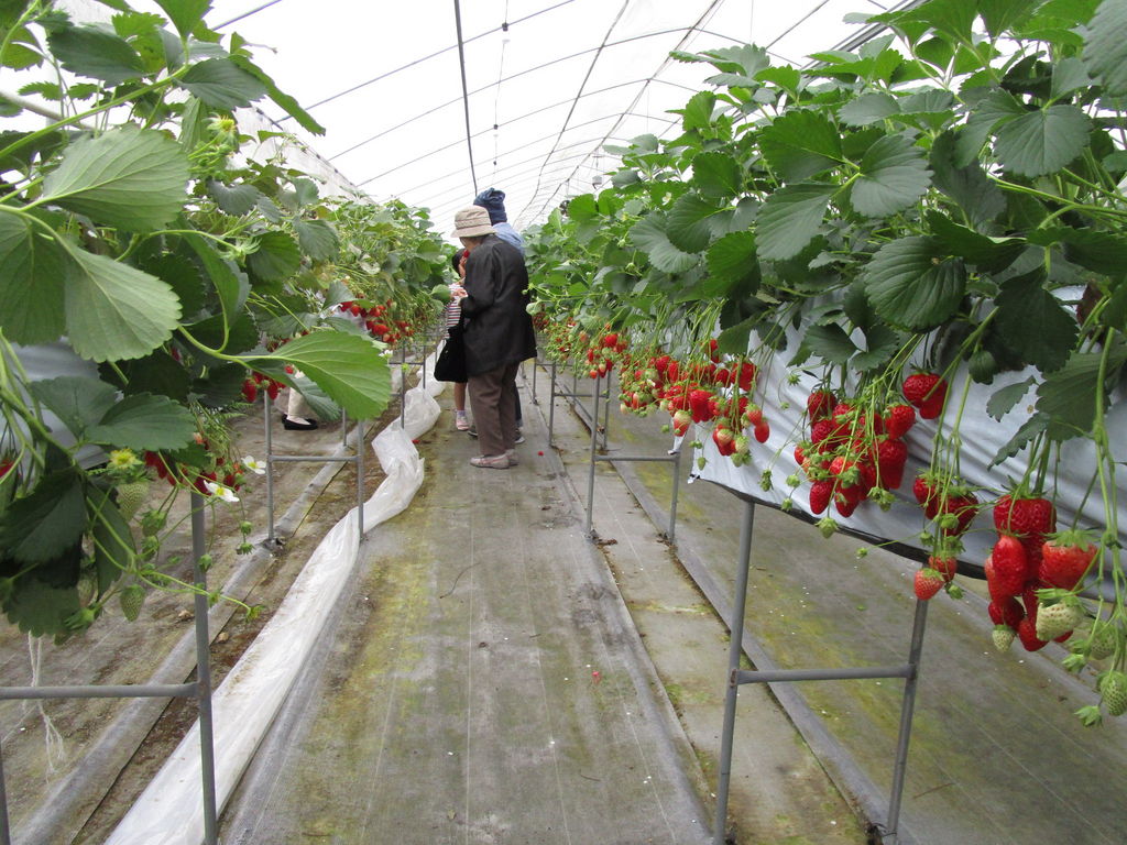 全国の果物 野菜狩りランキングtop10 16ページ目 じゃらんnet