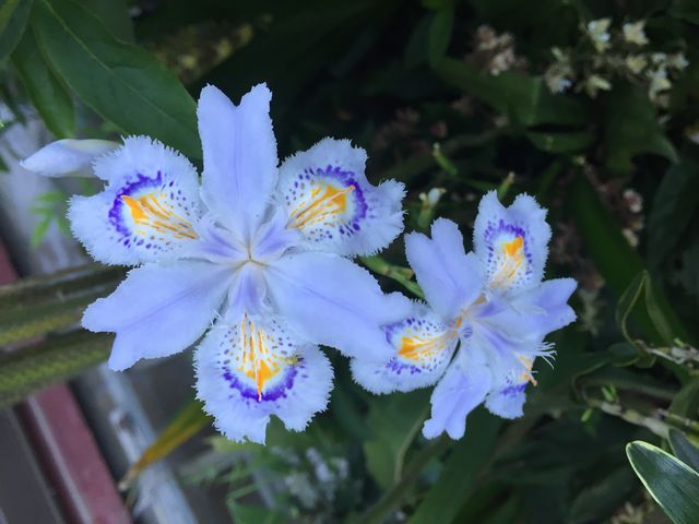 花の名前は解りませんが綺麗な花です。_神六山公園