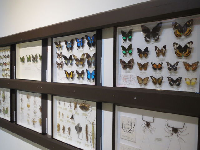 ���E�̍����@�W�{���̓W��_�˓c��Βn�s�N�j�b�N�L��