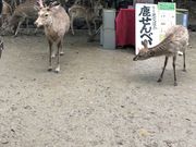 maimai����̓ޗǂ̎� �����̓��e�ʐ^1