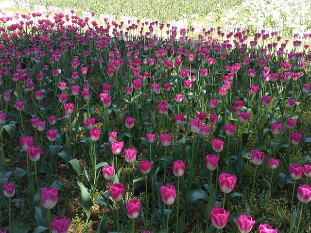 �`���[���b�v_��J��_���t�H���X�g�p�[�N�E�y�ă`���[���b�v��