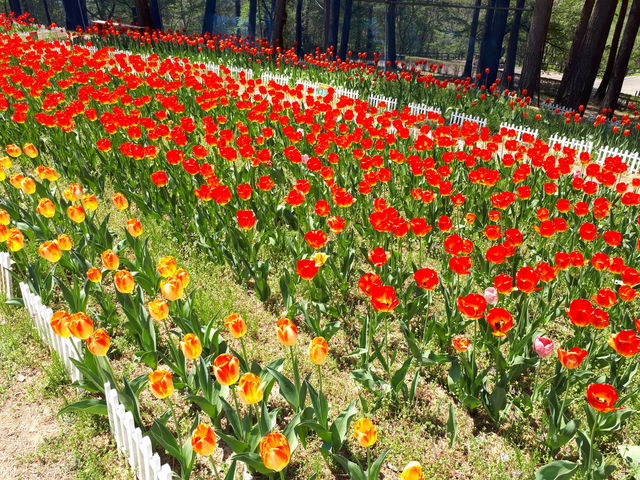 �`���[���b�v_��J��_���t�H���X�g�p�[�N�E�y�ă`���[���b�v��