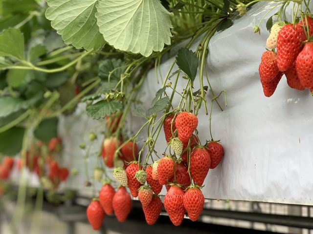 �݂��݂������ĂƂ��Ă����������������ł����I_���R��������