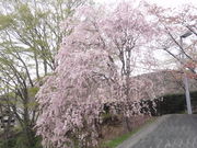 ڂڂ̎RmԋLOق̓eʐ^2