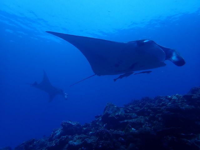 �i�����E�}���^_�_�C�u�n�E�X�}���^�Ί_��