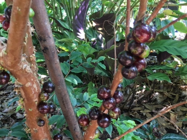 V{`Jo_Ƃ~[WAi΂ƉԂƒ̔فj