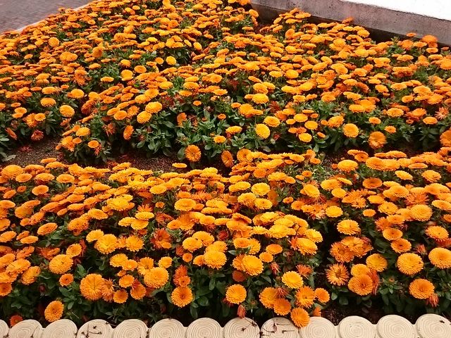 �L���C�ȉԒd������܂�_�Ƃ��퓮����