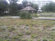 Ƃ񂳂̊ClRԉ̓eʐ^3