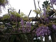 ���񂿂�񂳂�̂Ƃ�������^�t�W�̓��e�ʐ^1