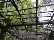 ���񂿂�񂳂�̂Ƃ�������^�t�W�̓��e�ʐ^2