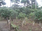 Ƃ񂳂̕X֒뉀̓eʐ^5