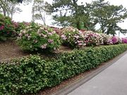 ���񂿂�񂳂�̂Ƃ�������^�c�c�W�̓��e�ʐ^1